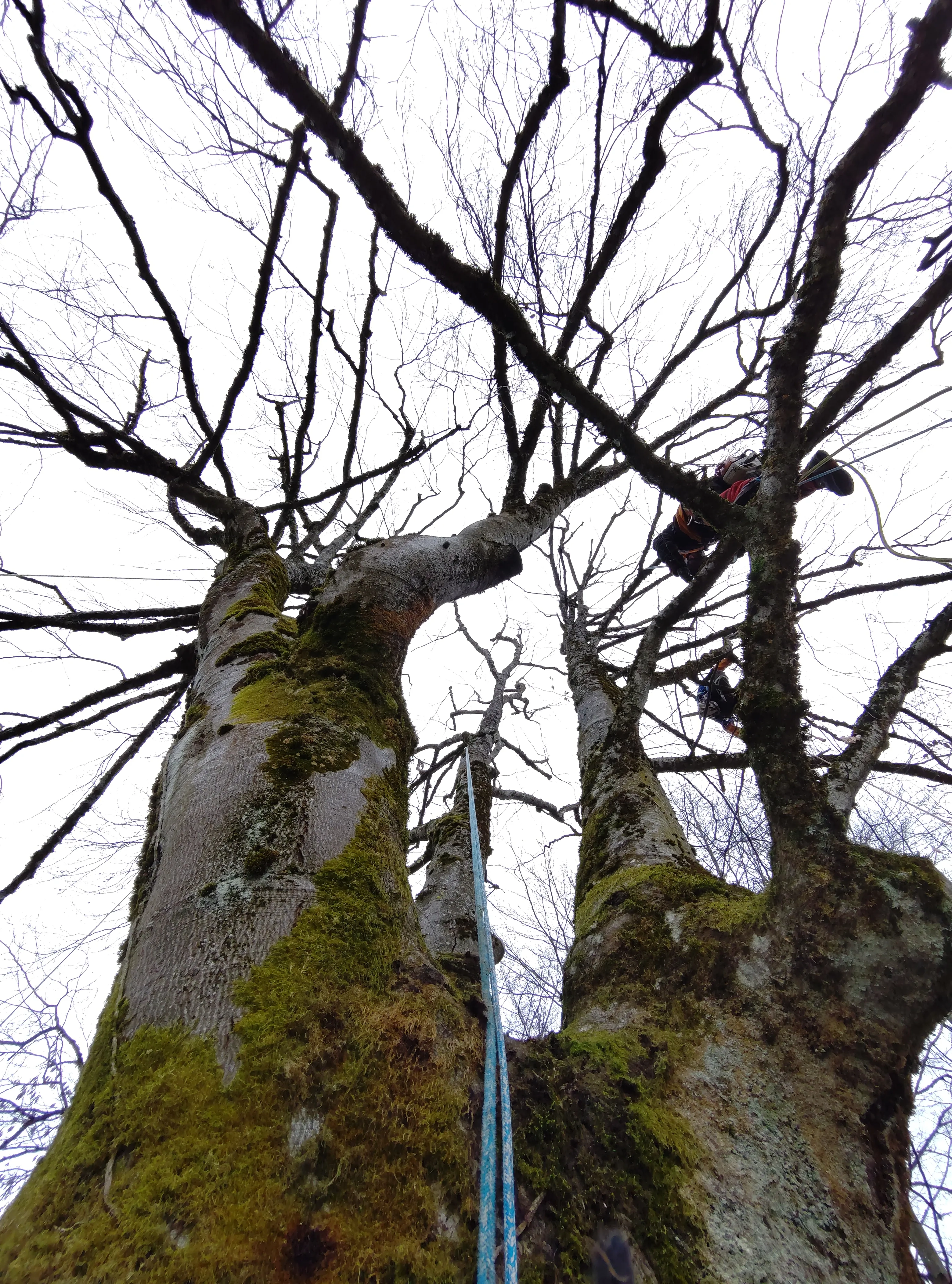 Travaux d'élagage à Magland, Chamonix-Mont-Blanc, Passy et Sallanches (74)